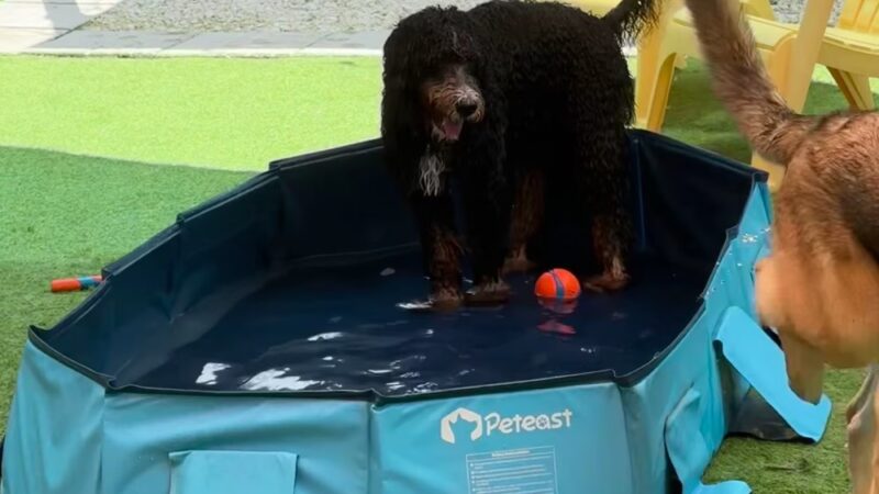 Neighborhood BarK and Boutique - Safety Harbor, FL