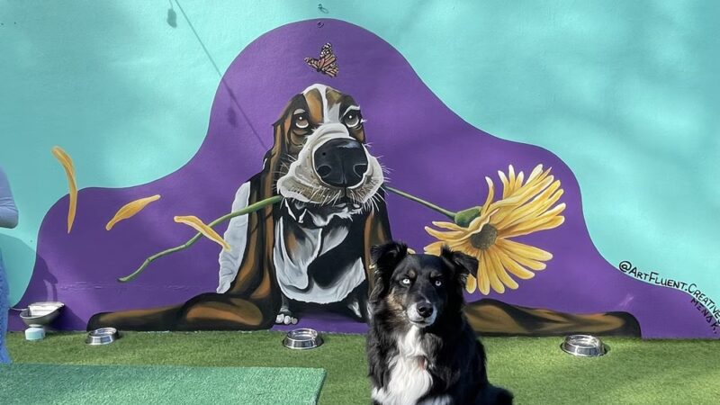 Neighborhood BarK and Boutique - Safety Harbor, FL