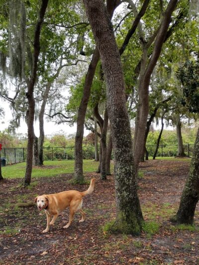 Safety Harbor Dog Park - Safety Harbor, FL