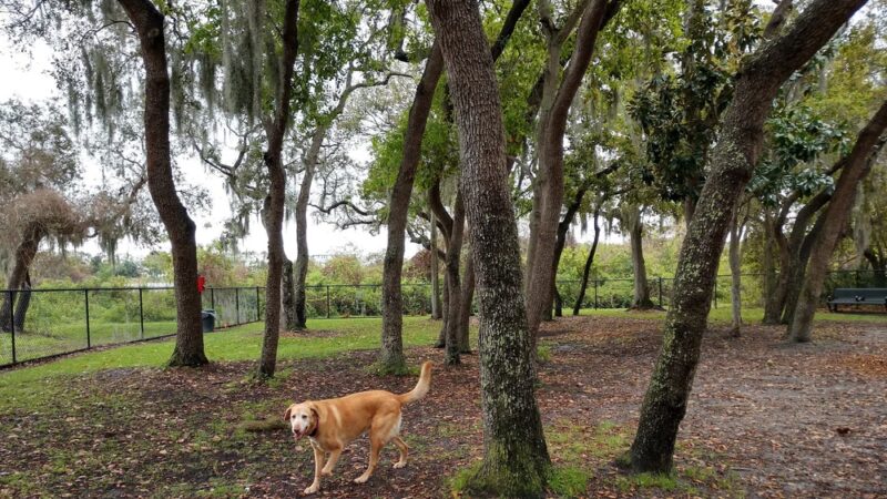 Safety Harbor Dog Park - Safety Harbor, FL