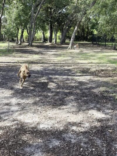 Safety Harbor Dog Park - Safety Harbor, FL