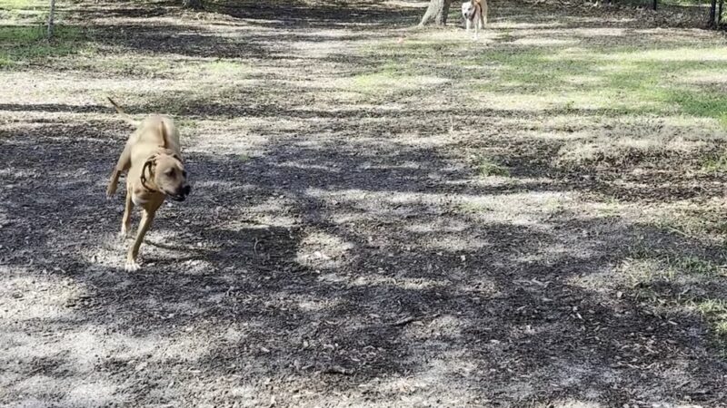 Safety Harbor Dog Park - Safety Harbor, FL