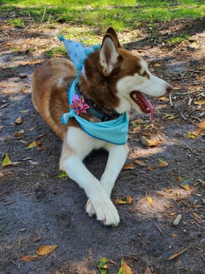 Safety Harbor Dog Park - Safety Harbor, FL