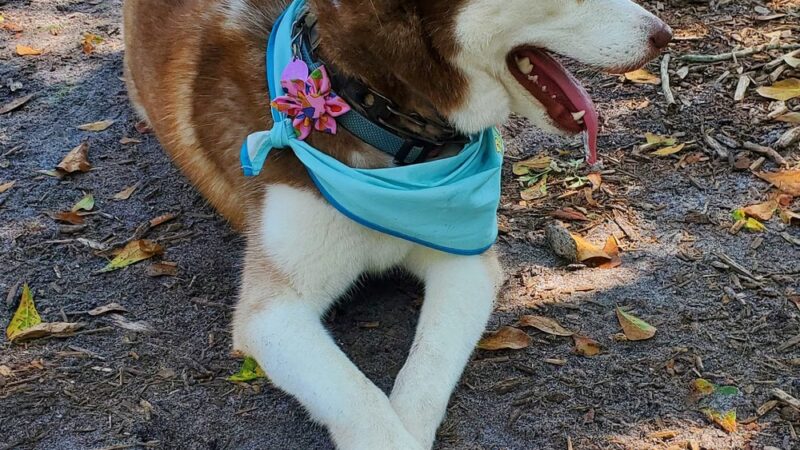 Safety Harbor Dog Park - Safety Harbor, FL