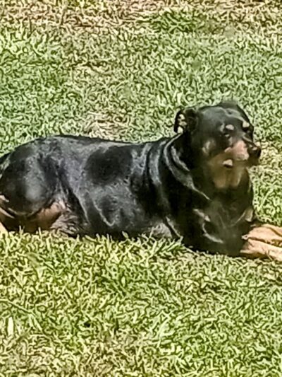 Safety Harbor Dog Park - Safety Harbor, FL