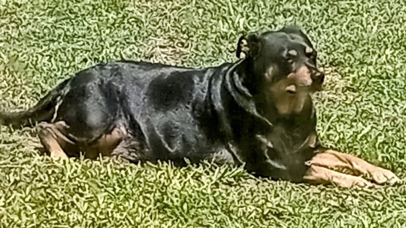 Safety Harbor Dog Park - Safety Harbor, FL