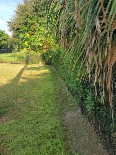 Safety Harbor Dog Run - Safety Harbor, FL