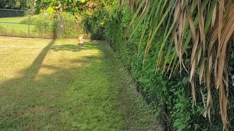 Safety Harbor Dog Run - Safety Harbor, FL