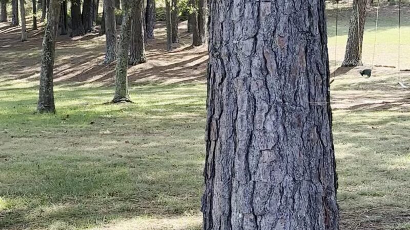 Salem City Park - Salem, AR