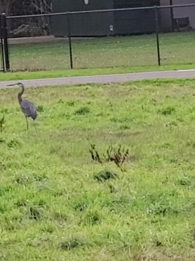 Keizer Rapids Dog Park - Salem, OR
