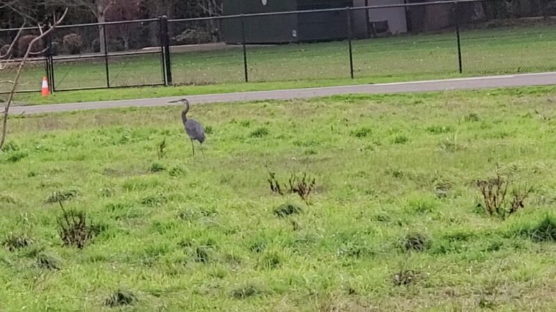 Keizer Rapids Dog Park - Salem, OR