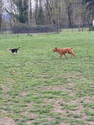 Keizer Rapids Dog Park - Salem, OR