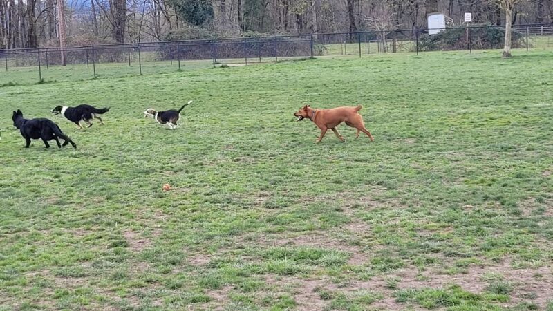 Keizer Rapids Dog Park - Salem, OR