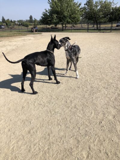 Keizer Rapids Dog Park - Salem, OR