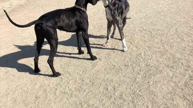 Keizer Rapids Dog Park - Salem, OR