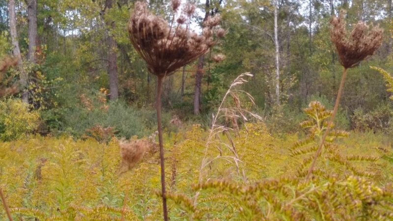 Clinton Hollow Road Park - Salt Point, NY