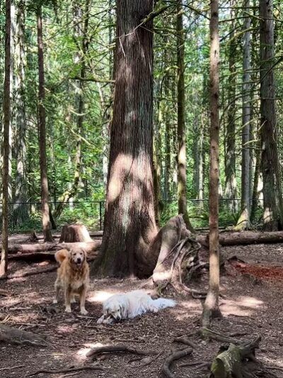 Beaver Lake Off-Leash Dog Park - Sammamish, WA