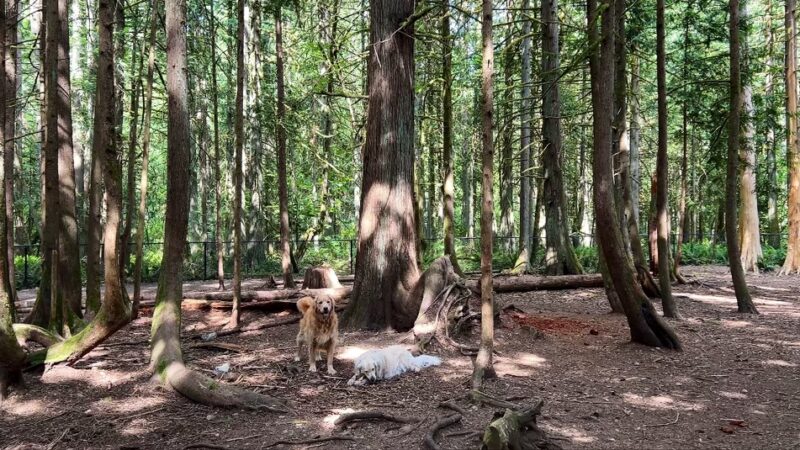 Beaver Lake Off-Leash Dog Park - Sammamish, WA