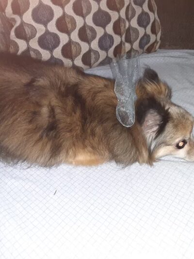 Dog Care Samson - Samson, AL