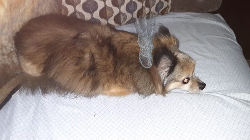 Dog Care Samson - Samson, AL