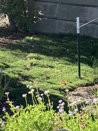 Apache creek Trail - San Antonio, TX