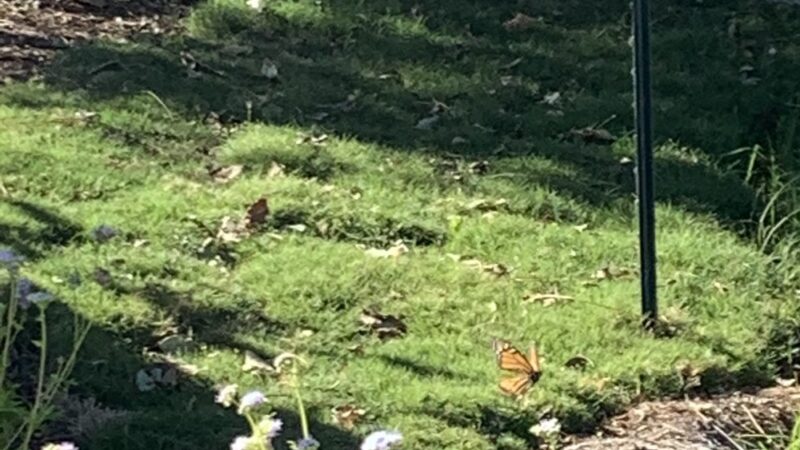 Apache creek Trail - San Antonio, TX