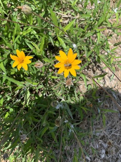 Apache creek Trail - San Antonio, TX