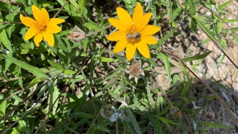 Apache creek Trail - San Antonio, TX