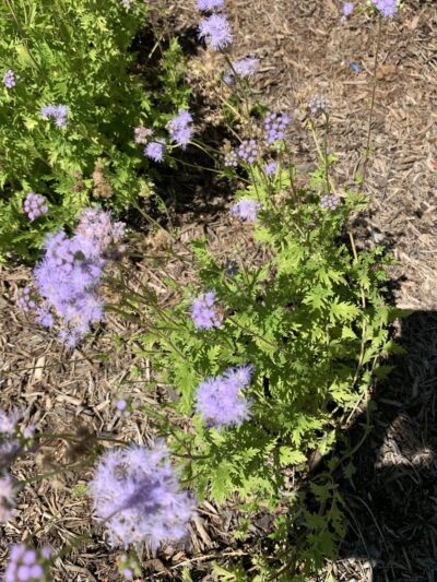 Apache creek Trail - San Antonio, TX