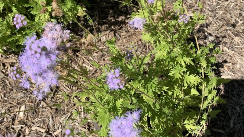 Apache creek Trail - San Antonio, TX