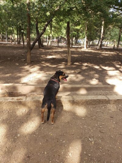 Blanco Road Dog Park in Phil Hardberger Park - San Antonio, TX