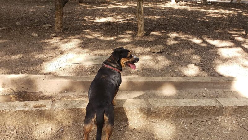 Blanco Road Dog Park in Phil Hardberger Park - San Antonio, TX