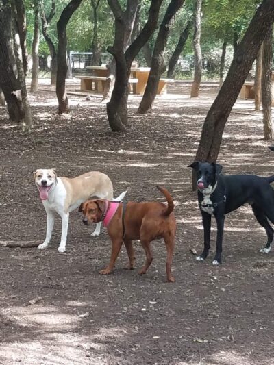 Blanco Road Dog Park in Phil Hardberger Park - San Antonio, TX