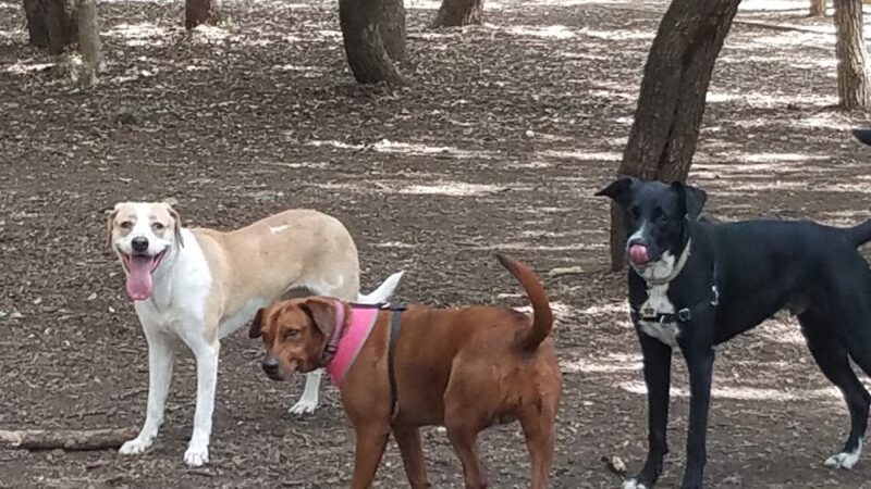 Blanco Road Dog Park in Phil Hardberger Park - San Antonio, TX