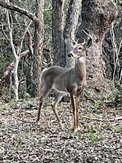 Blanco Road Dog Park in Phil Hardberger Park - San Antonio, TX