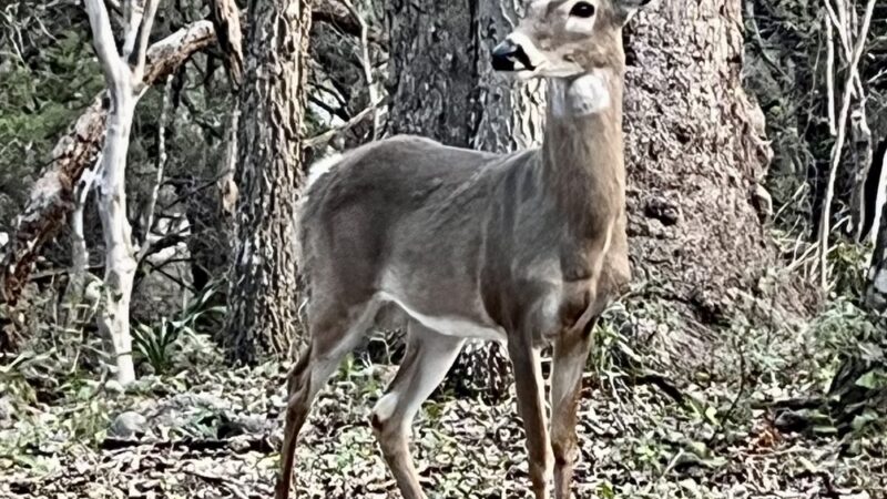 Blanco Road Dog Park in Phil Hardberger Park - San Antonio, TX
