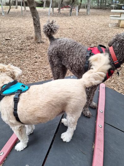 Blanco Road Dog Park in Phil Hardberger Park - San Antonio, TX