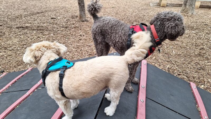 Blanco Road Dog Park in Phil Hardberger Park - San Antonio, TX