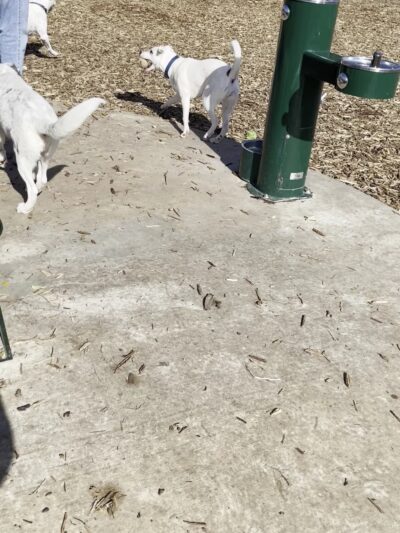 Fox Dog Park - San Antonio, TX