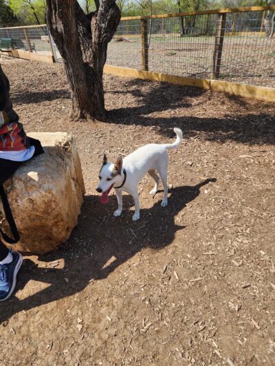 Fox Dog Park - San Antonio, TX