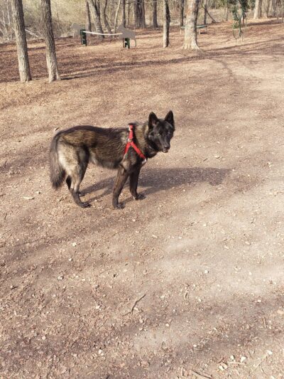 Lady Bird Johnson Dog Park - San Antonio, TX