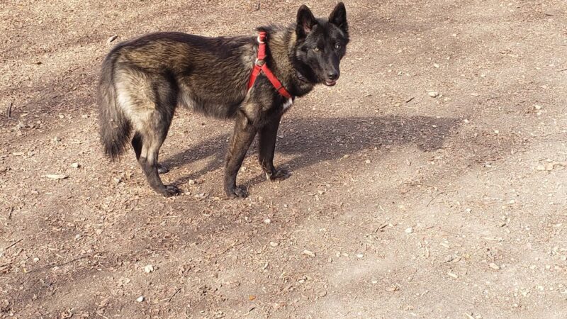 Lady Bird Johnson Dog Park - San Antonio, TX