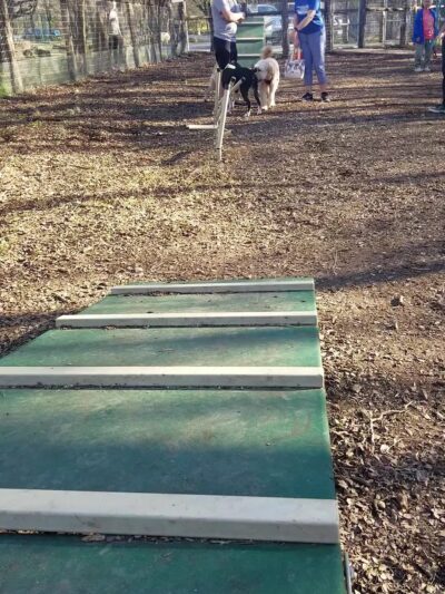 Lady Bird Johnson Dog Park - San Antonio, TX