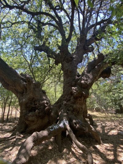 Lady Bird Johnson Dog Park - San Antonio, TX