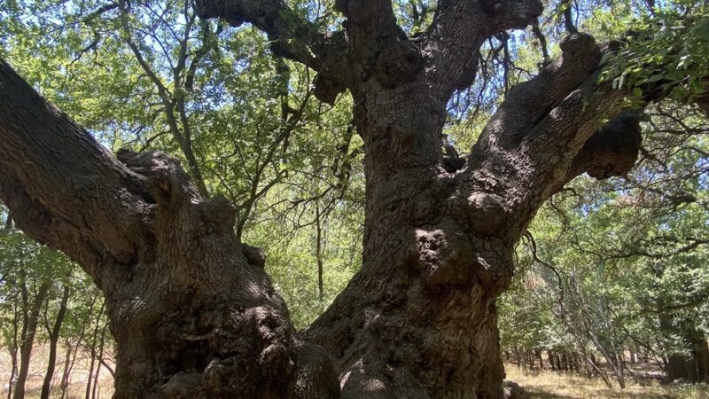 Lady Bird Johnson Dog Park - San Antonio, TX