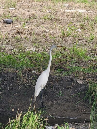 Lady Bird Johnson Dog Park - San Antonio, TX