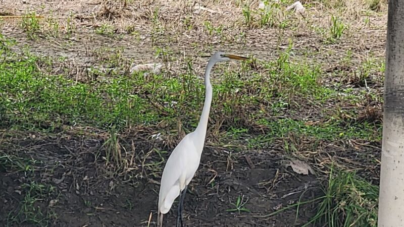 Lady Bird Johnson Dog Park - San Antonio, TX