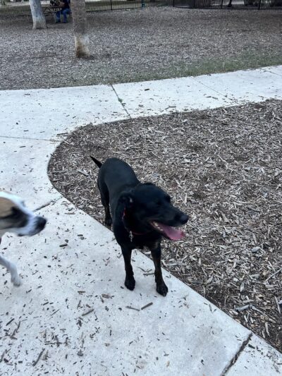 Madison Square Dog Park - San Antonio, TX