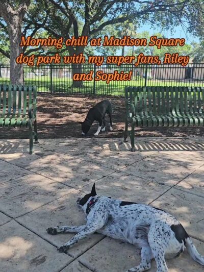 Madison Square Dog Park - San Antonio, TX