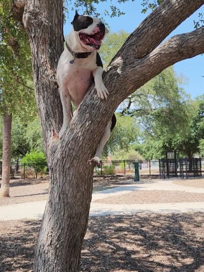 Madison Square Dog Park - San Antonio, TX